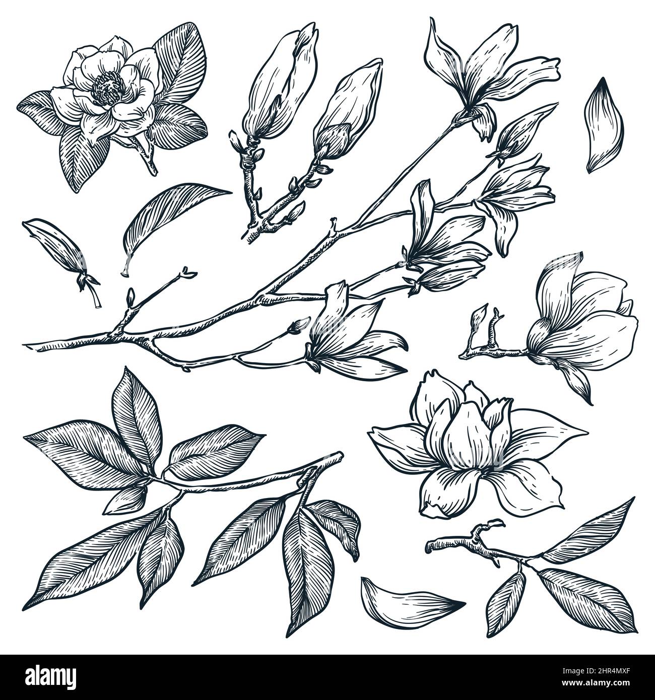 Magnolia floreciente rama vector dibujo a mano. Hermosas plantas de primavera y flores aisladas sobre fondo blanco. Drawin floral naturaleza Ilustración del Vector