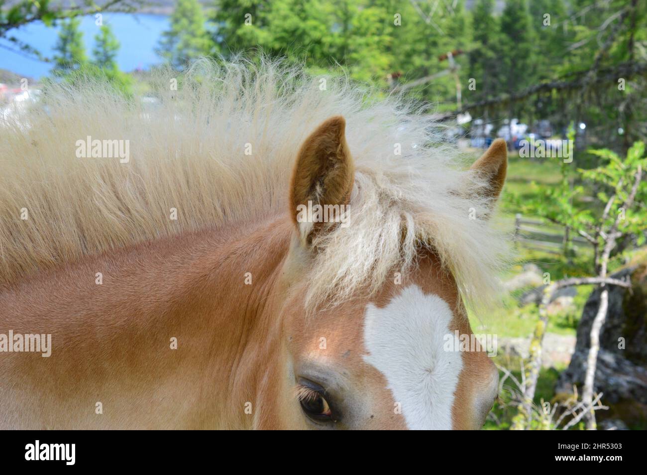Retrato del caballo Haflinger en un prado en el Valle de Ulten Foto de stock