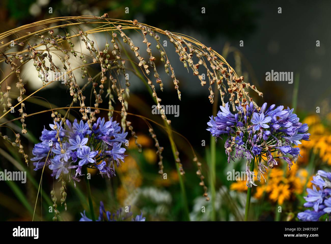 agapanthus,flores azules,semillas de dierama pulcherrimum,cabezas de semilla ,semillero,semillas,caña de pescar de ángeles,perenne,verano,semillas  atractivas,ornamentales s Fotografía de stock - Alamy