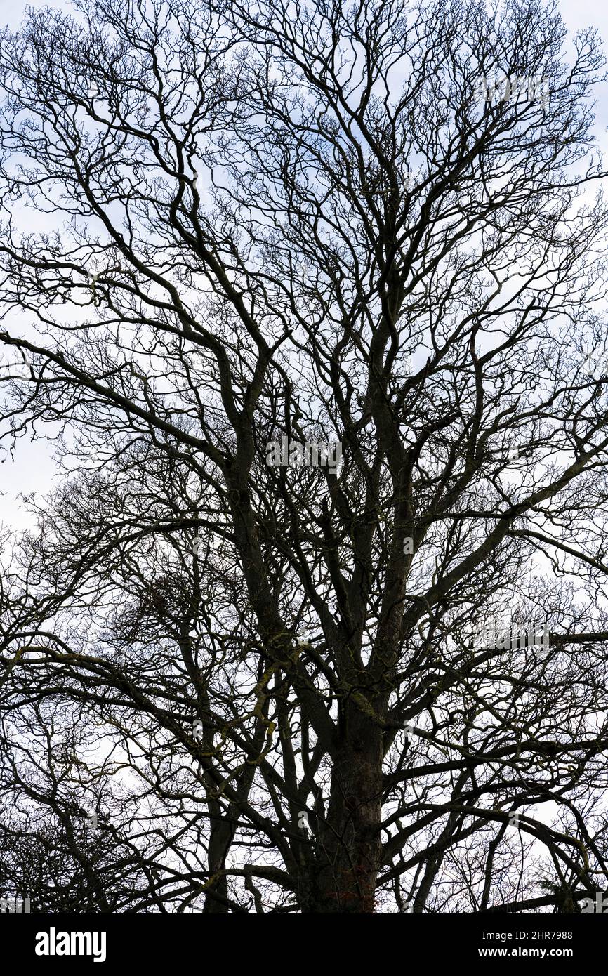 Mirando hacia el cielo a través de un árbol sin hojas en invierno en Peterborough, Cambridgeshire, Inglaterra Foto de stock