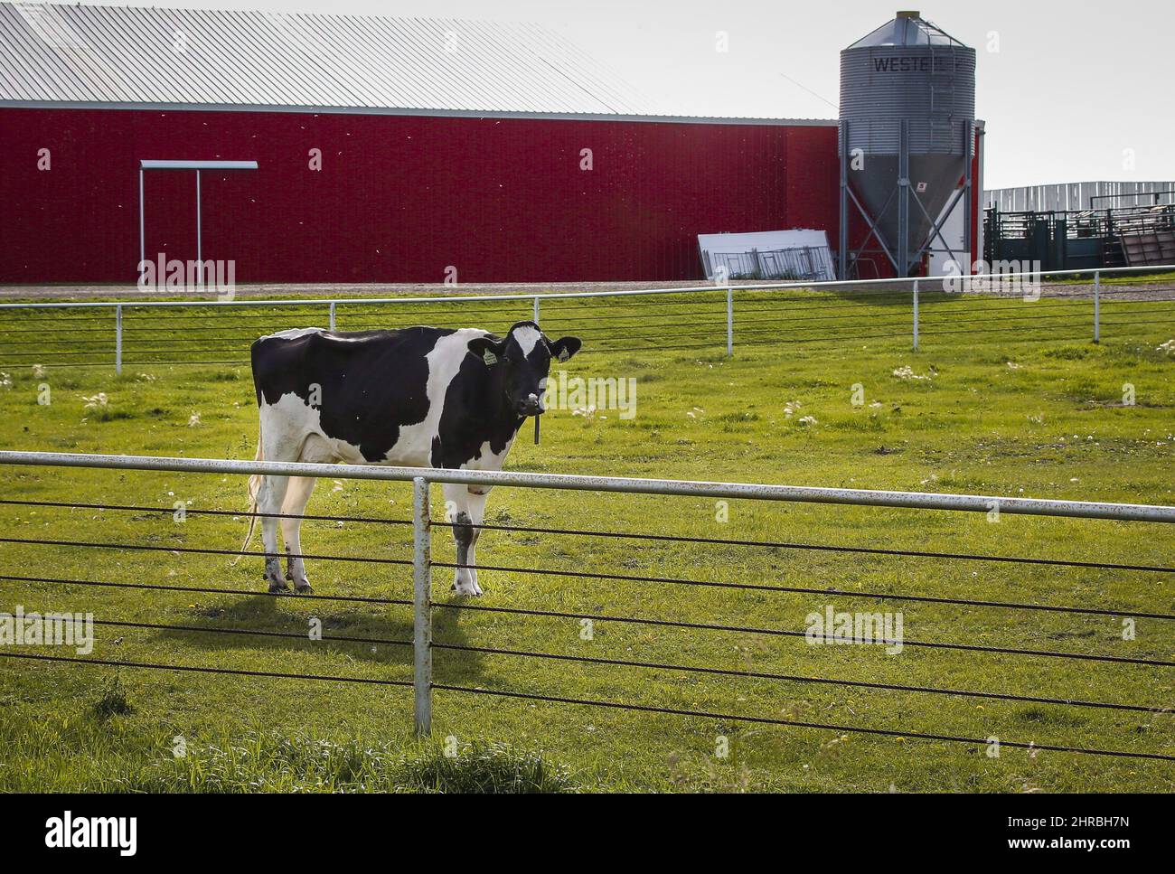 Un grupo de expertos de libre mercado sugiere ofrecer a los negociadores estadounidenses en las próximas conversaciones del TLCAN un comercio más abierto de productos lácteos, a cambio de un comercio más predecible de madera blanda para asegurar la paz a largo plazo en ese expediente perennialmente problemático. Una vaca Holstein está parada en un pasto en una granja lechera cerca de Calgary en una foto del archivo del 31 de agosto de 2016. LA PRENSA CANADIENSE/Jeff McIntosh Foto de stock