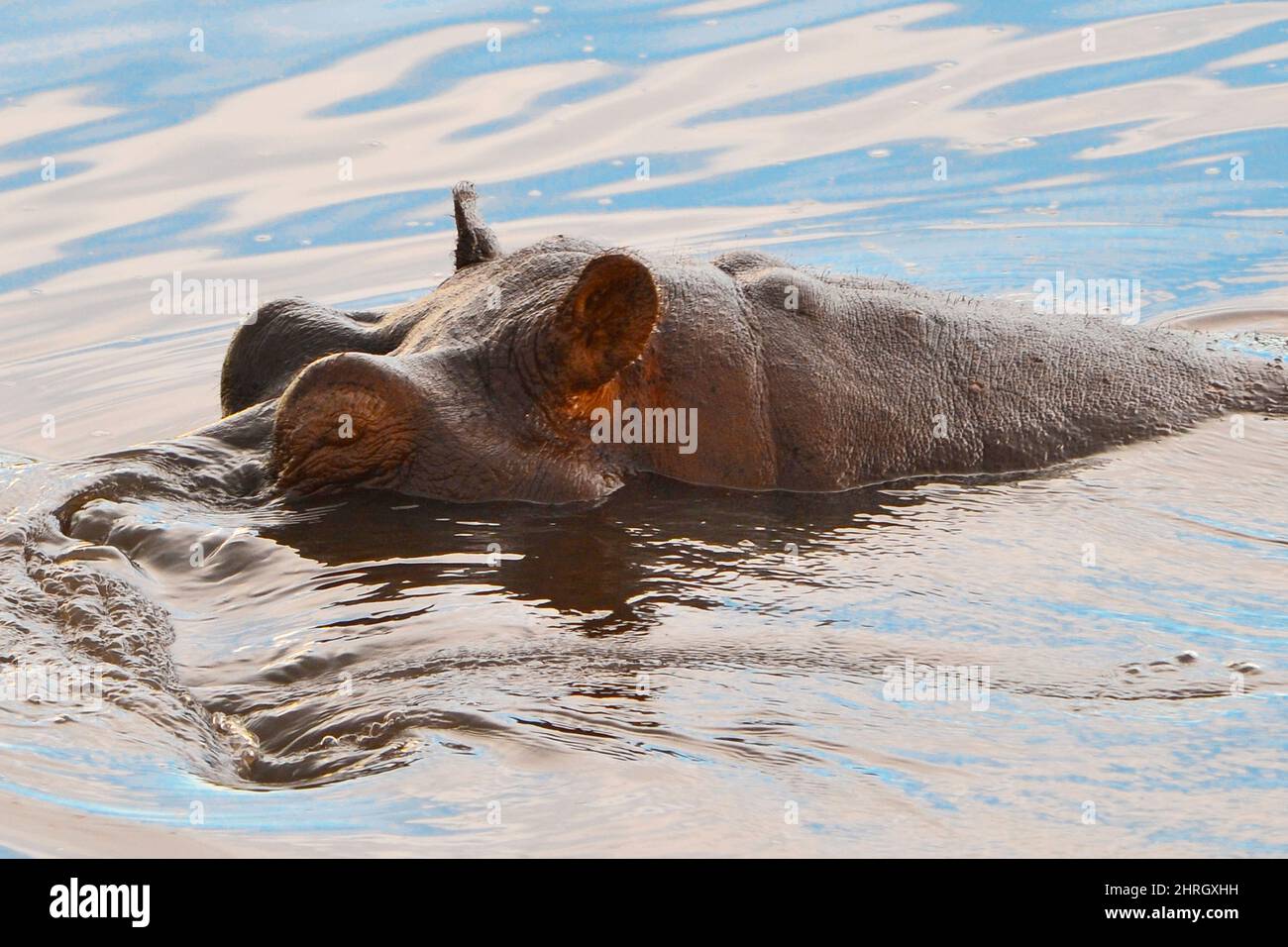 Hipopótamo en el agua, ojos abiertos, ojos salientes y oídos fuera del agua. Detalle. Río fronterizo Kwando, Botswana, Namibia, África Foto de stock