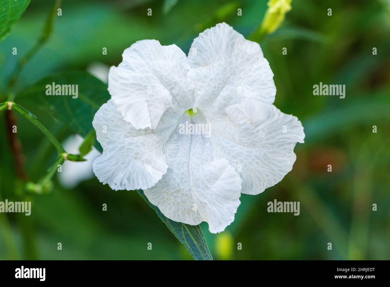 Flor blanca mexicana de petunia (Ruellia simplex) - Davie, Florida, Estados Unidos Foto de stock