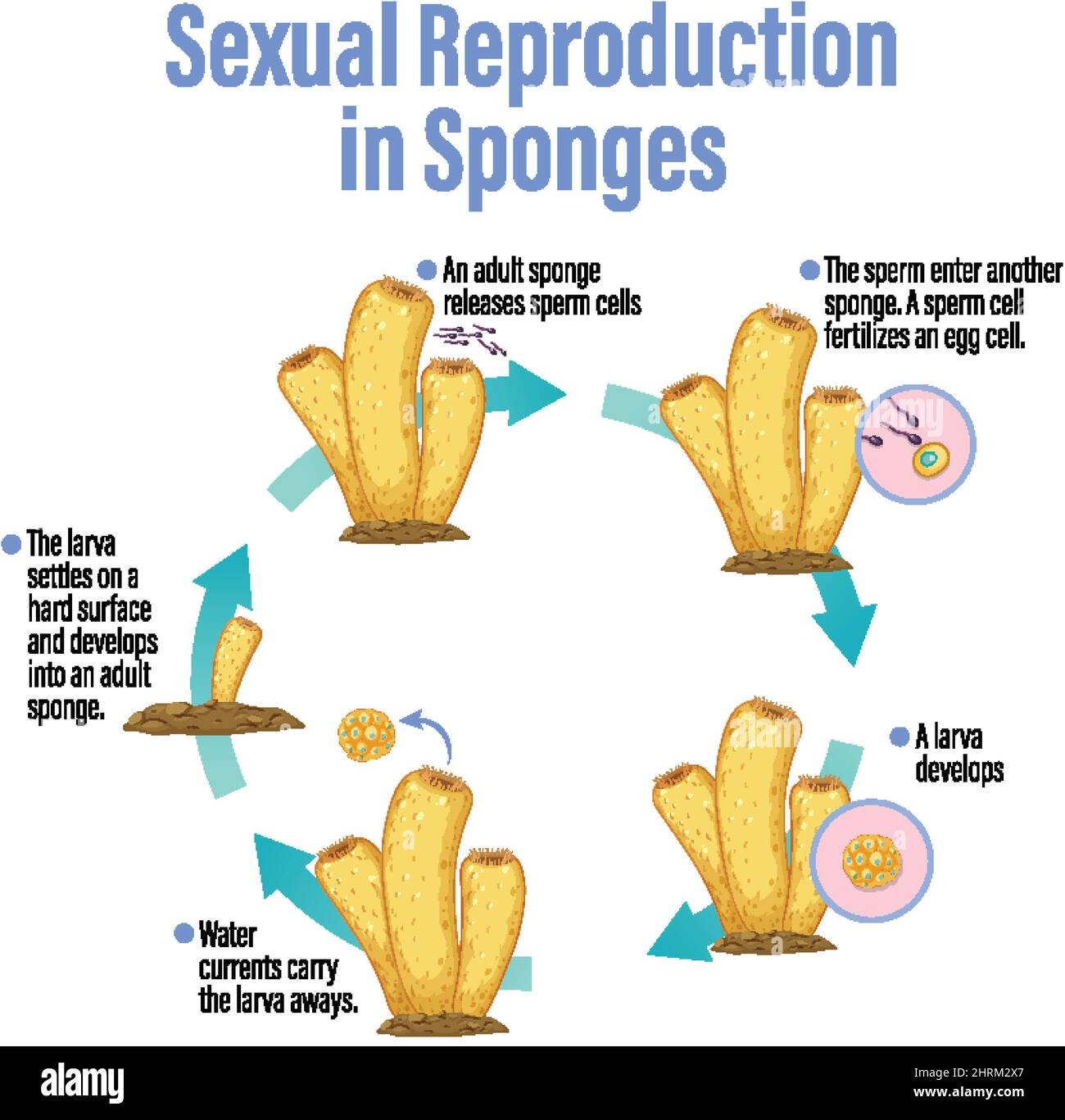 Diagrama Que Muestra La Reproducción En La Ilustración De Esponjas