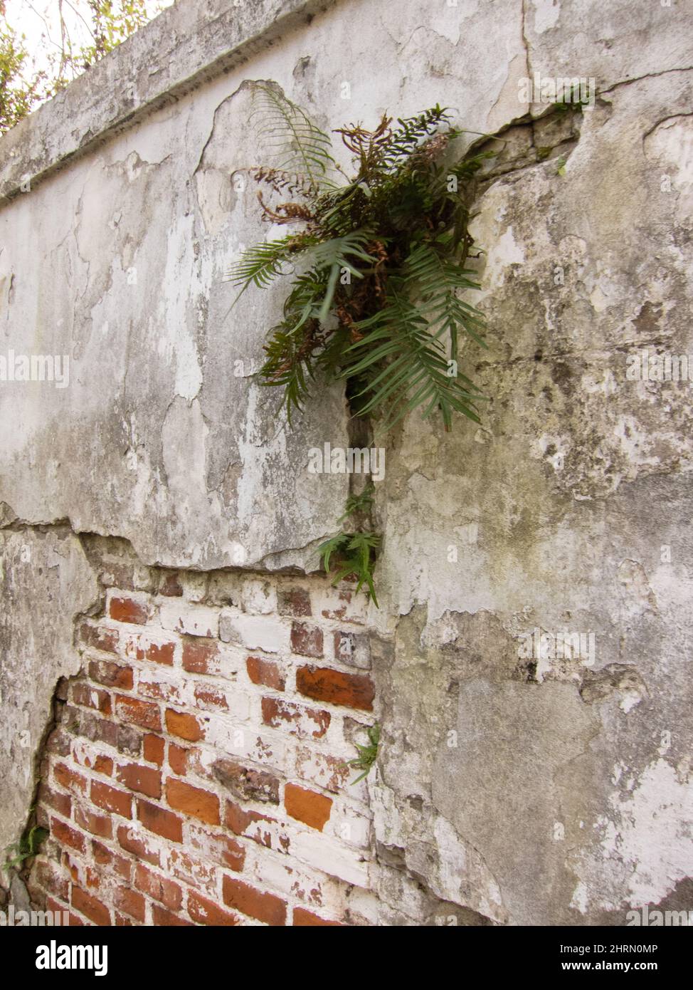 Helecho que crece de una pared de cementerio muy antigua en el Garden District de Nueva Orleans. Foto de stock