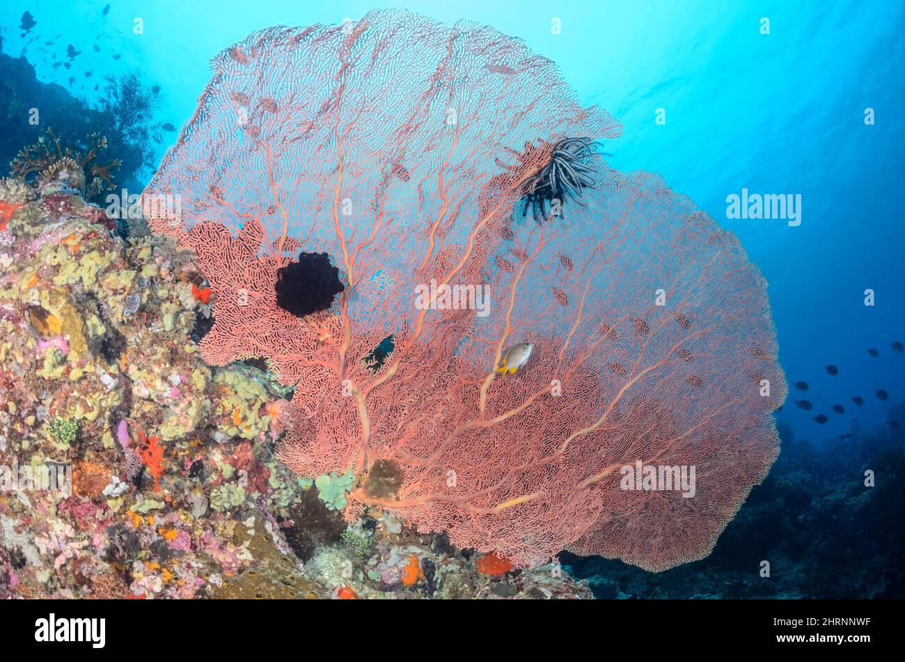 Ventilador de mar, Melithaea sp., Isla Menjangan, Parque Marino Bali Barat, Bali, Indonesia, Pacífico Foto de stock