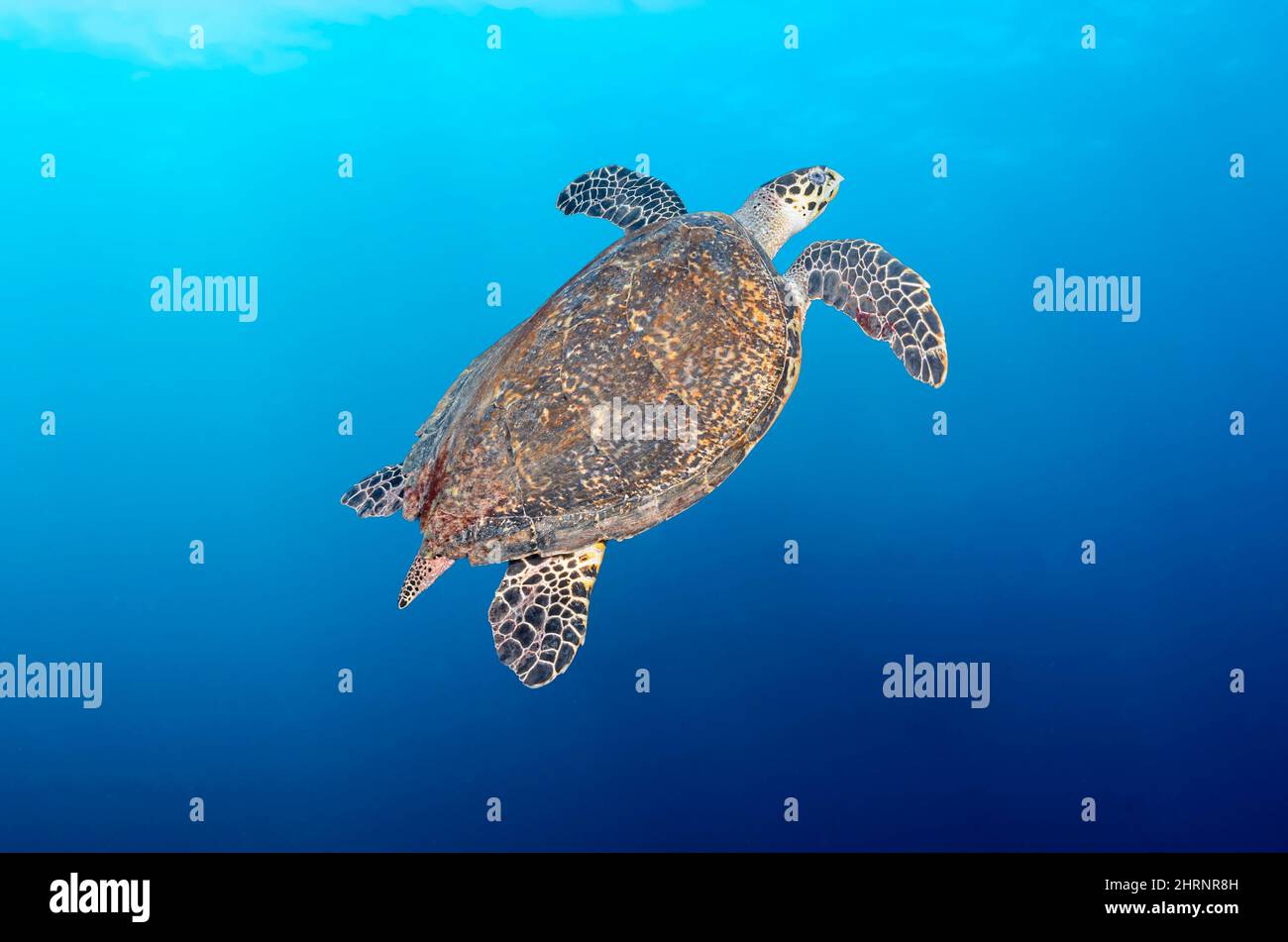 Tortuga carey, Eretmochelys imbricata , Isla Menjangan, Parque Marino Bali Barat, Bali, Indonesia, Pacífico Foto de stock