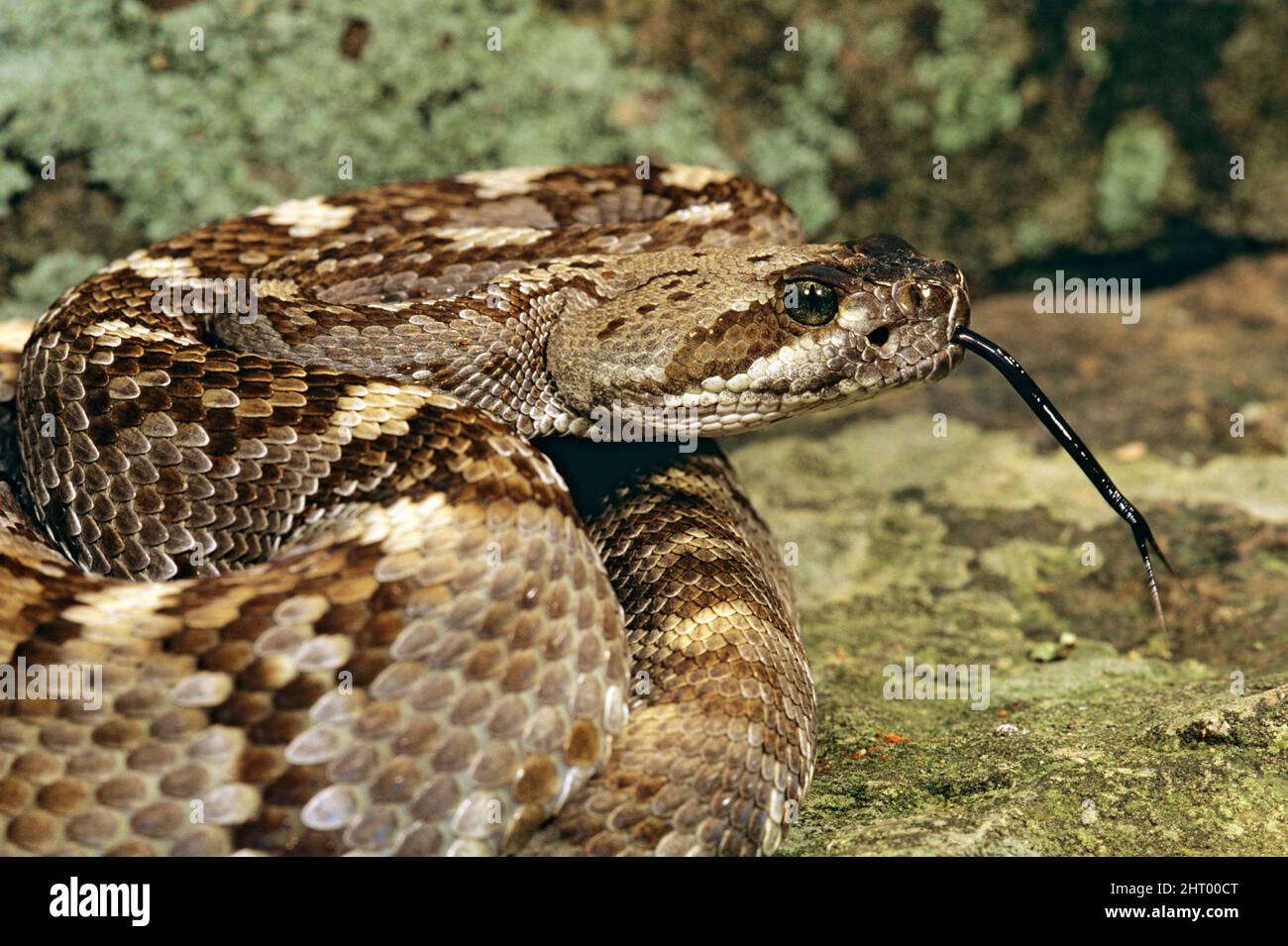 Serpiente de cascabel de cola negra (Crotalus molossus molussus), retrato con lengua forked extendida. Oeste de Texas, EE.UU Foto de stock