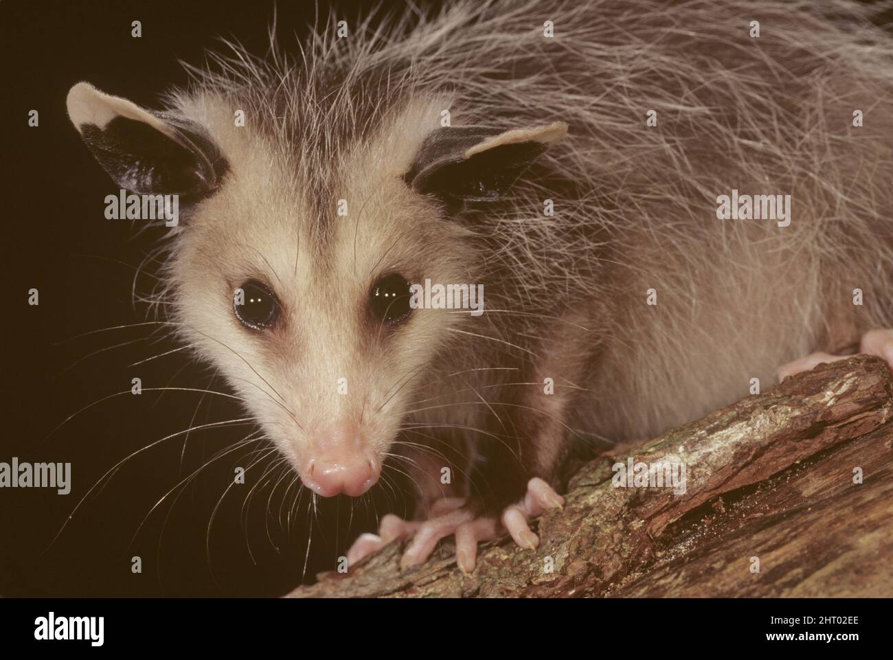 Virginia opossum Didelphis virginiana juvenil, retrato Pennsylvania/este de Estados Unidos Foto de stock