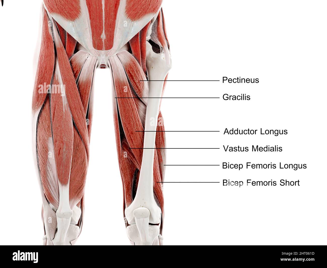 Musculos De La Pierna Músculos de la parte superior de la pierna, ilustración Fotografía de
