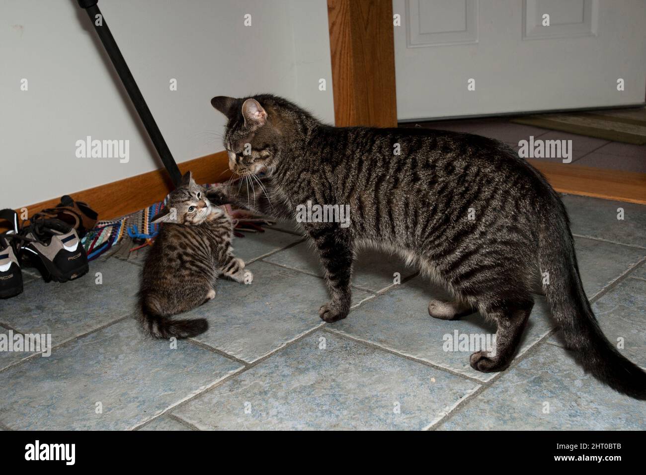 Gato doméstico (Felis catus), jugando con su gatito. Centro de Pennsylvania, EE.UU Foto de stock