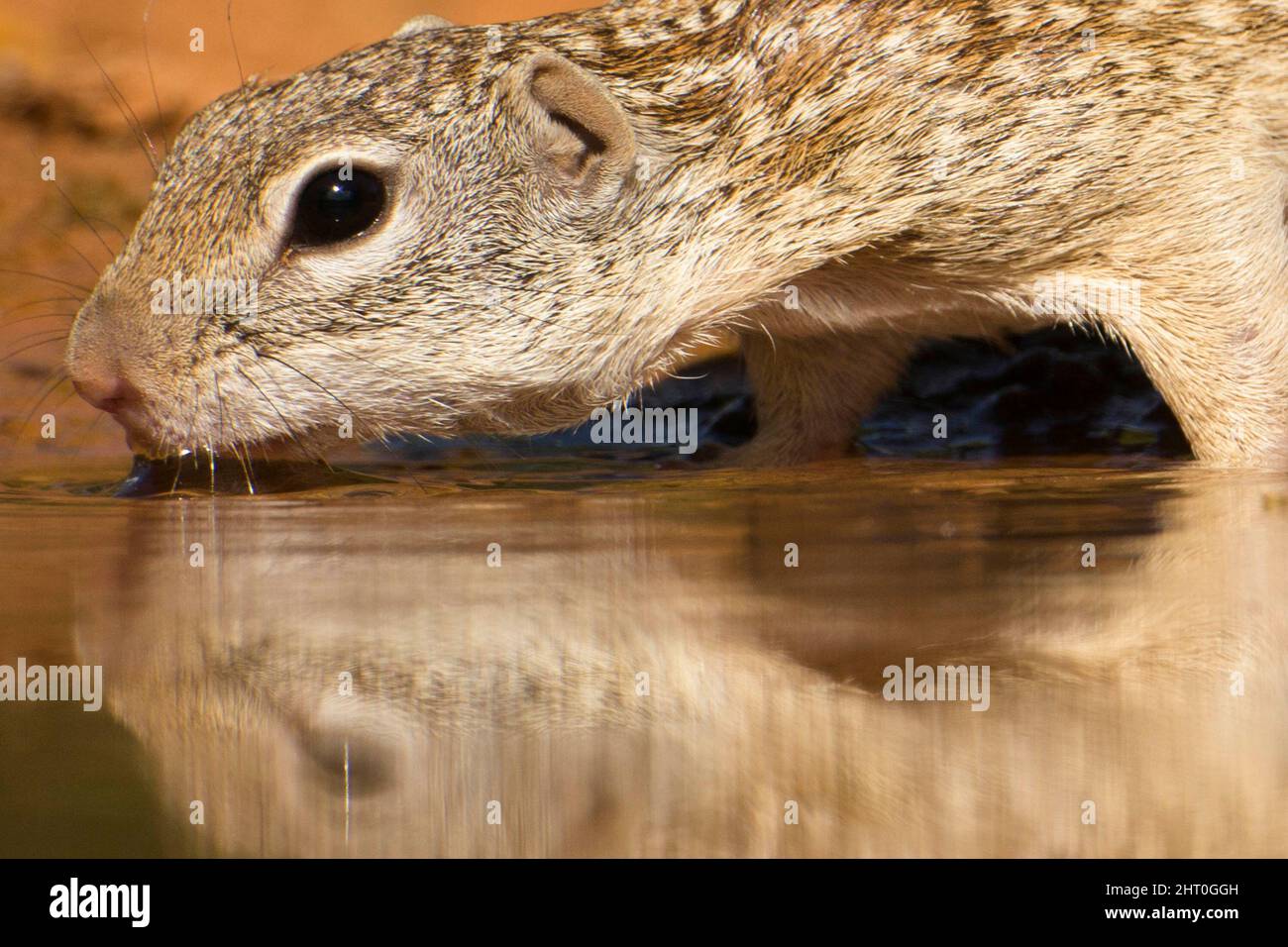 Ardilla de tierra mexicana (retrato de Ictidomys mexicanus mientras bebe de una fagua. Texas, Estados Unidos Foto de stock