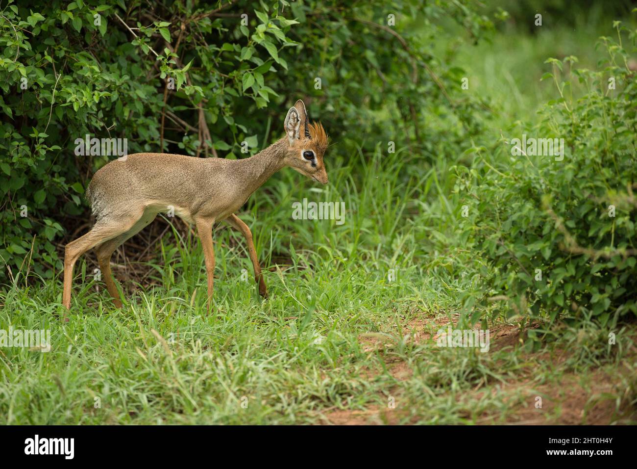 El dik-dik de Guenther (Madoqua guentheri) inmaduro en matorral. Reserva Nacional de Samburu, Kenia Foto de stock