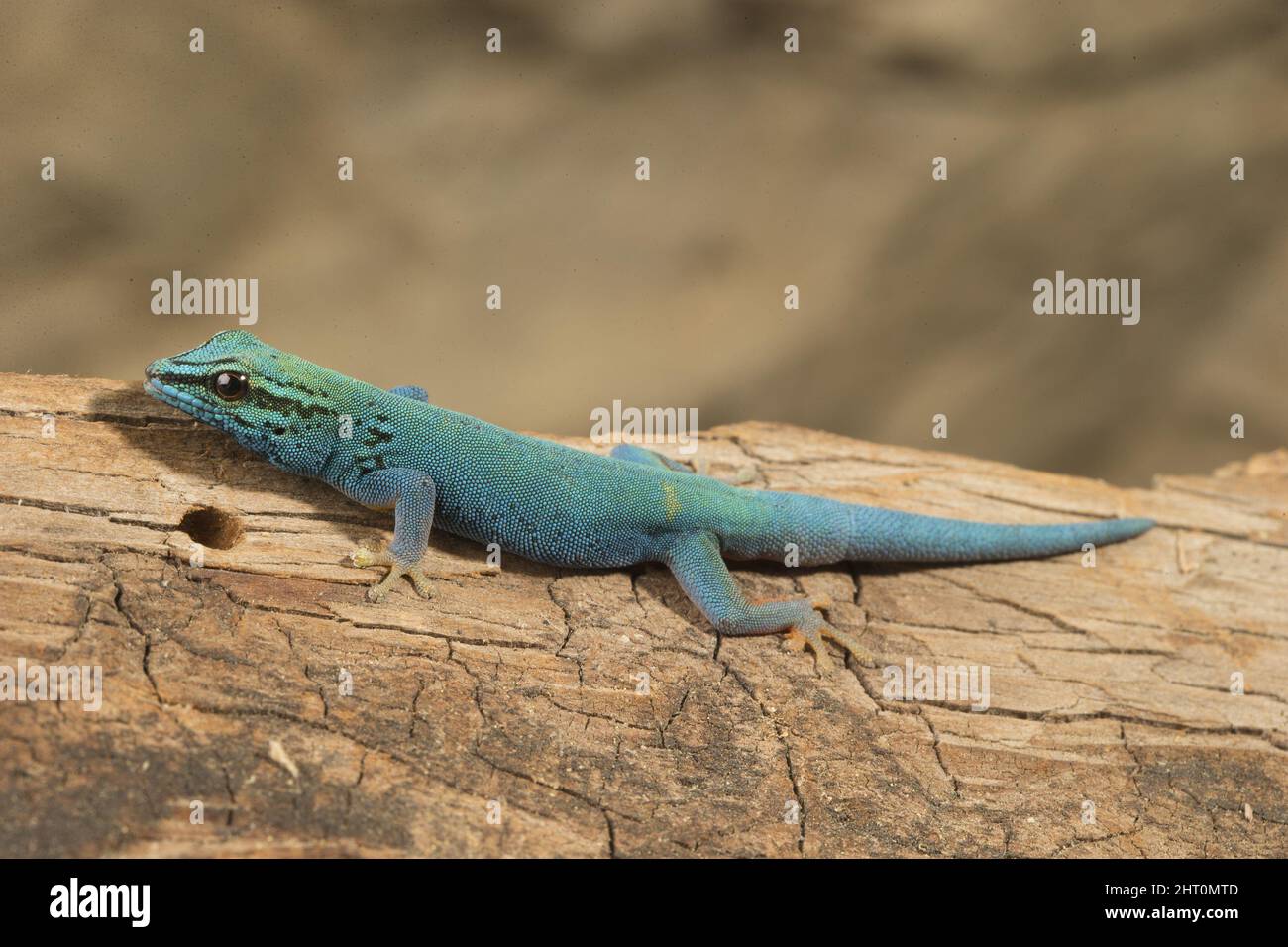 Gecko enano turquesa (Lygodactylus williamsi), críticamente macho de una críticamente en peligro. Se limita a un área de unos 20 km2 en Tanzania. O Foto de stock
