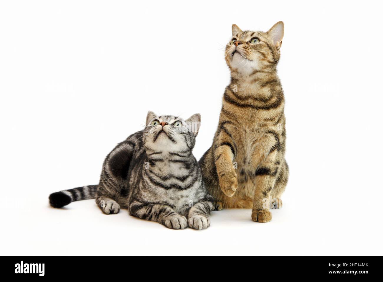 Adorable y lindo tabby mascota gato americano shorthair Foto de stock