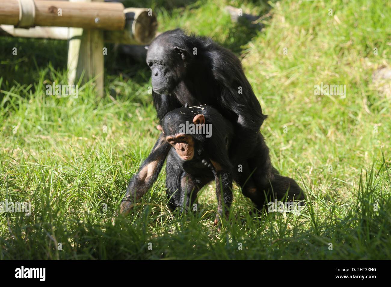 Chimpancé de cerca sosteniendo fruta en su mano disparó a una reserva de animales Foto de stock