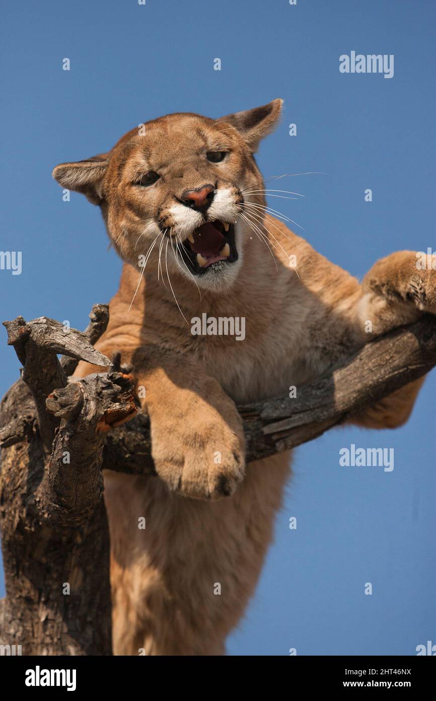 Mountain lion cougar puma snarling fotografías e imágenes de alta  resolución - Alamy
