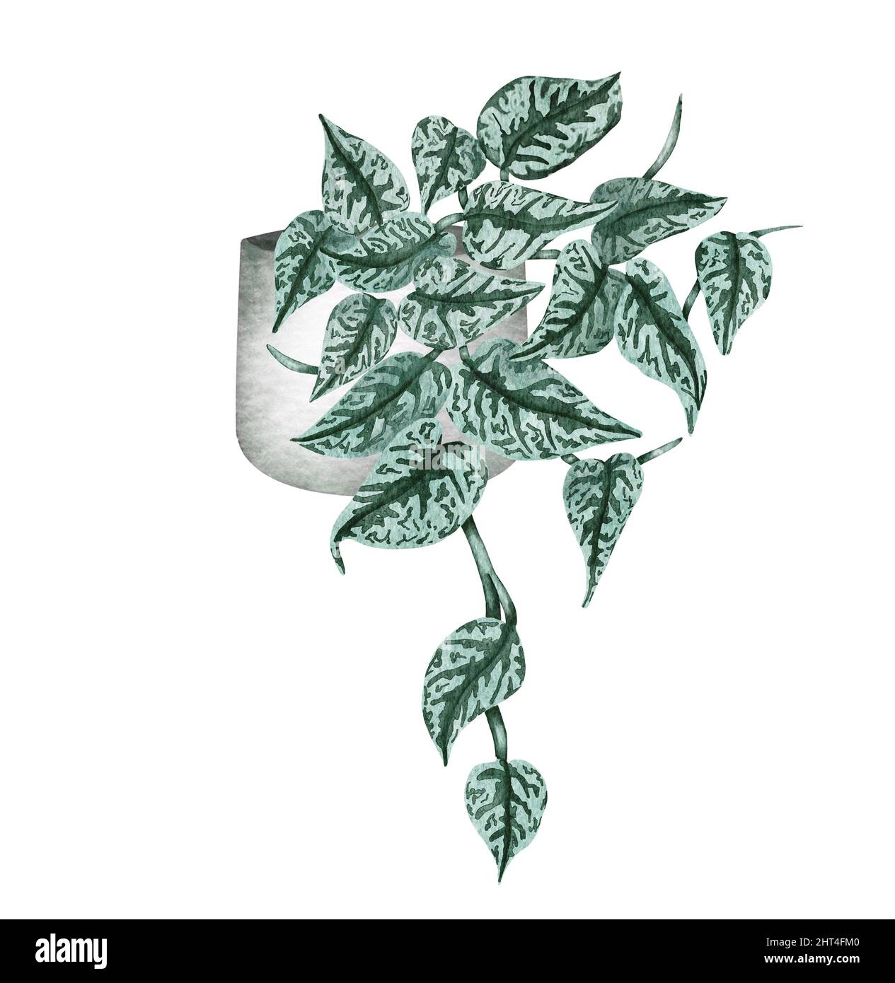 Acuarela pintada mano, planta de interior de Ilustración de planta colgante en macetas. Potted Satin-Silver-Pothos Fotografía de stock Alamy