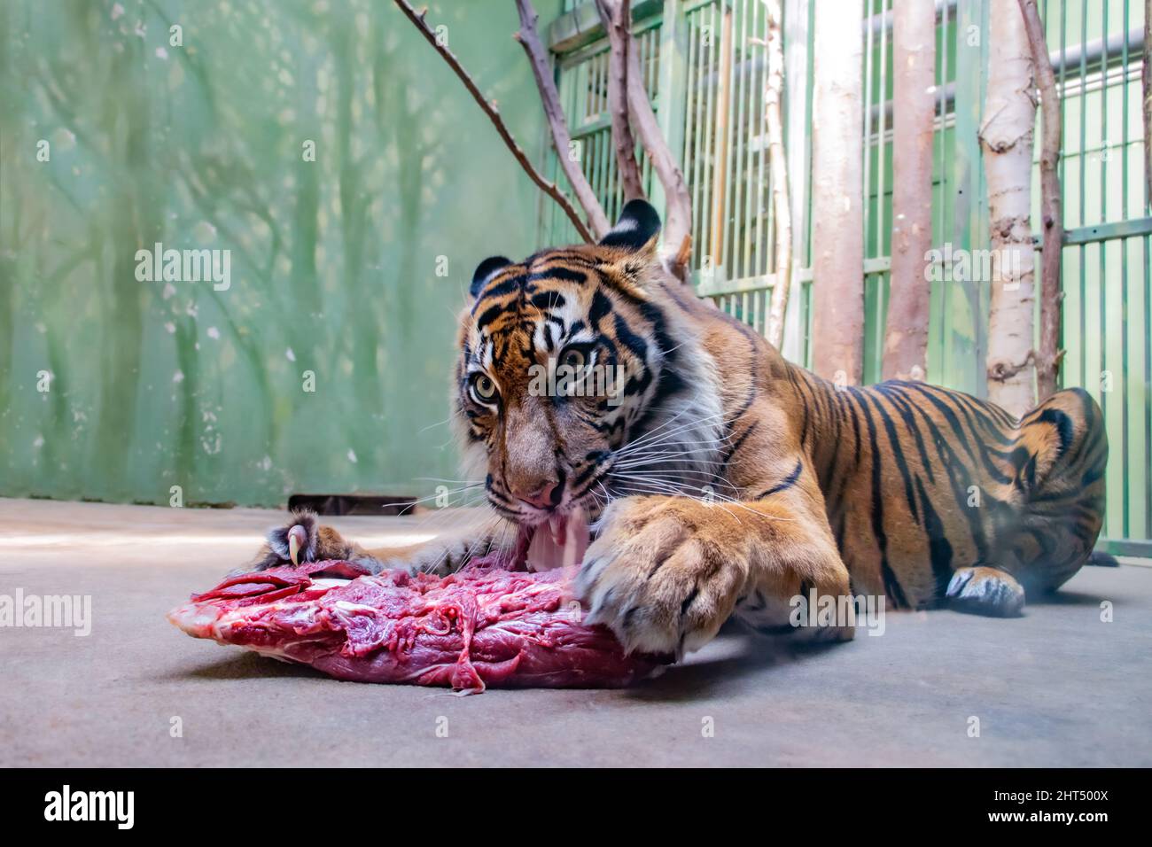 El tigre de Sumatra (Panthera tigris sumatrae) come carne en cautiverio. Foto de stock