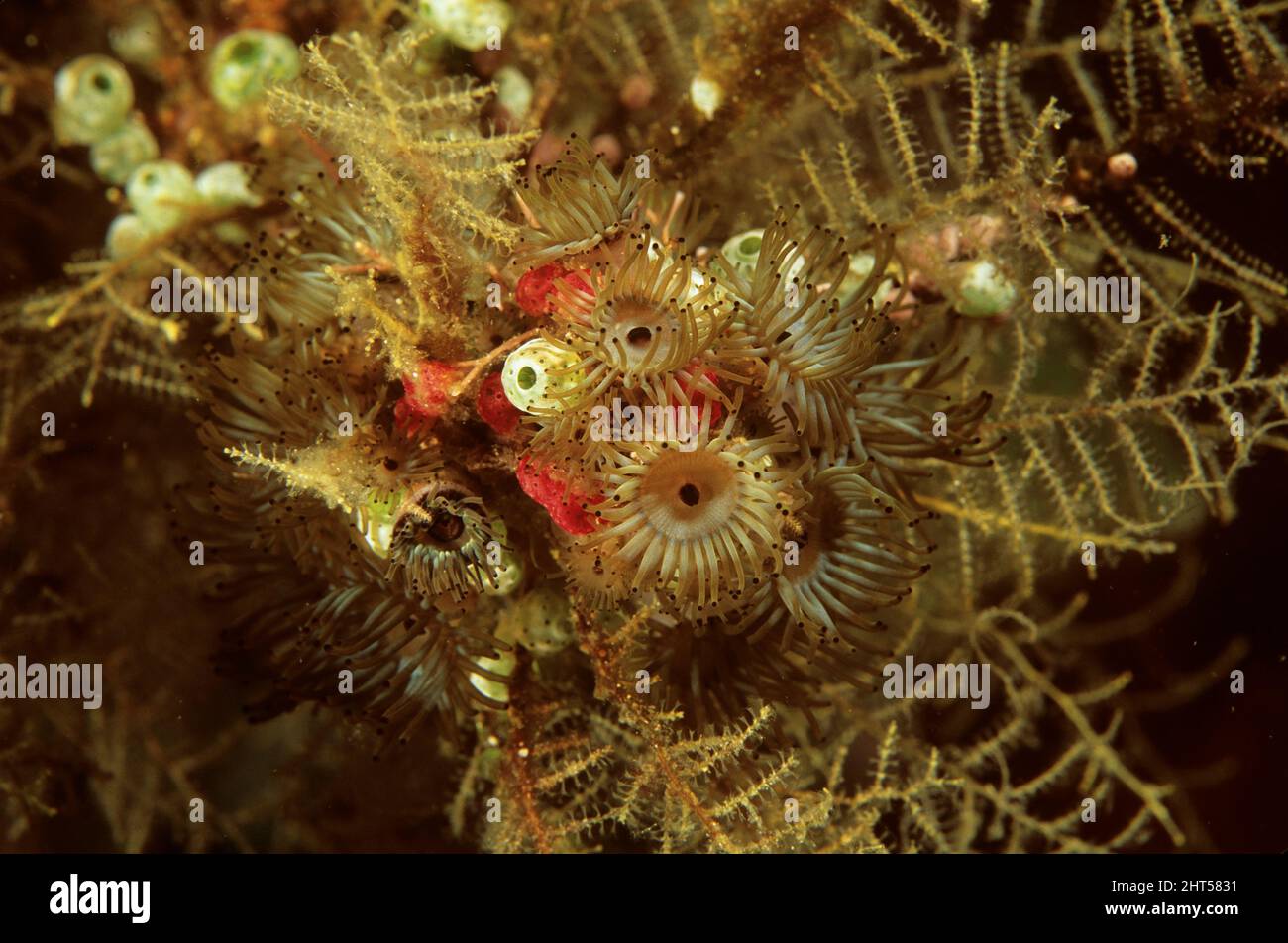 Competencia por el espacio: Zoántidos multi-tentacled, ascidianos coloniales e hidroides. Manado, Indonesia Foto de stock