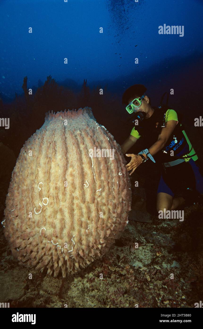 Esponja de barril Xestospongia sp. Su tamaño mostrado por un buzo malasio de la isla de Layang-Layang, Sabah, Malasia Foto de stock