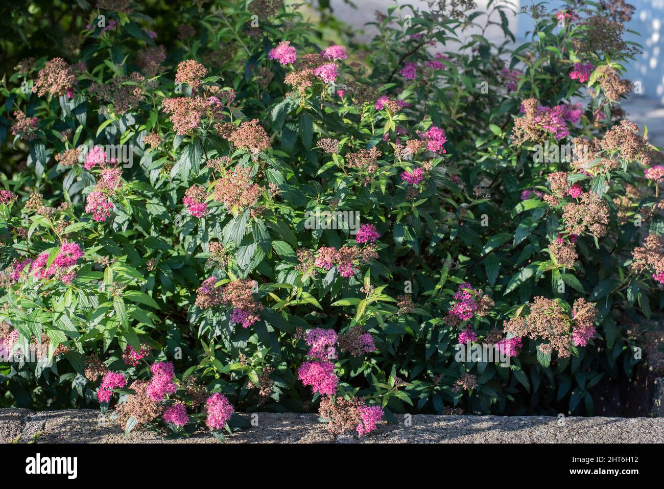 un arbusto de un dulce de manjales japonés en un jardín de verano en un día soleado Foto de stock
