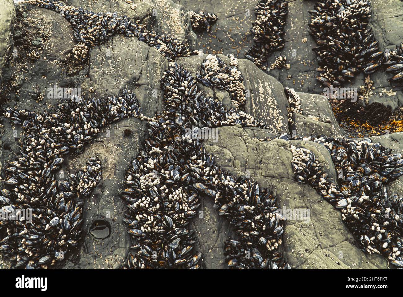 Las conchas marinas de California se alinearon unas encima de otras en una roca como fondo Foto de stock