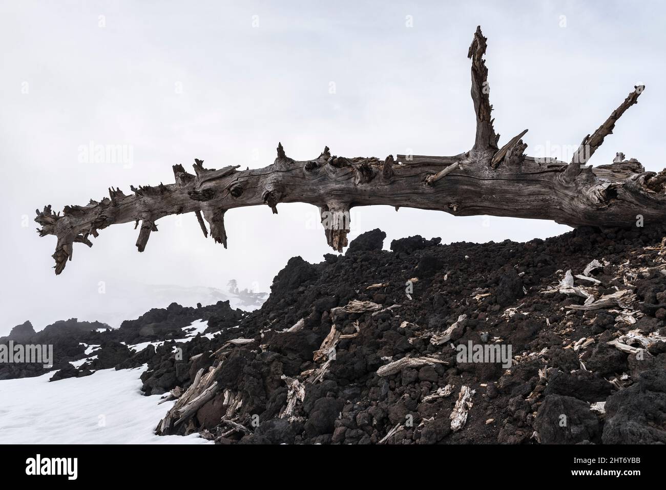 El tronco desnudo de un pino muerto por un flujo de lava en erupción desde el Monte Etna, Sicilia, Italia Foto de stock