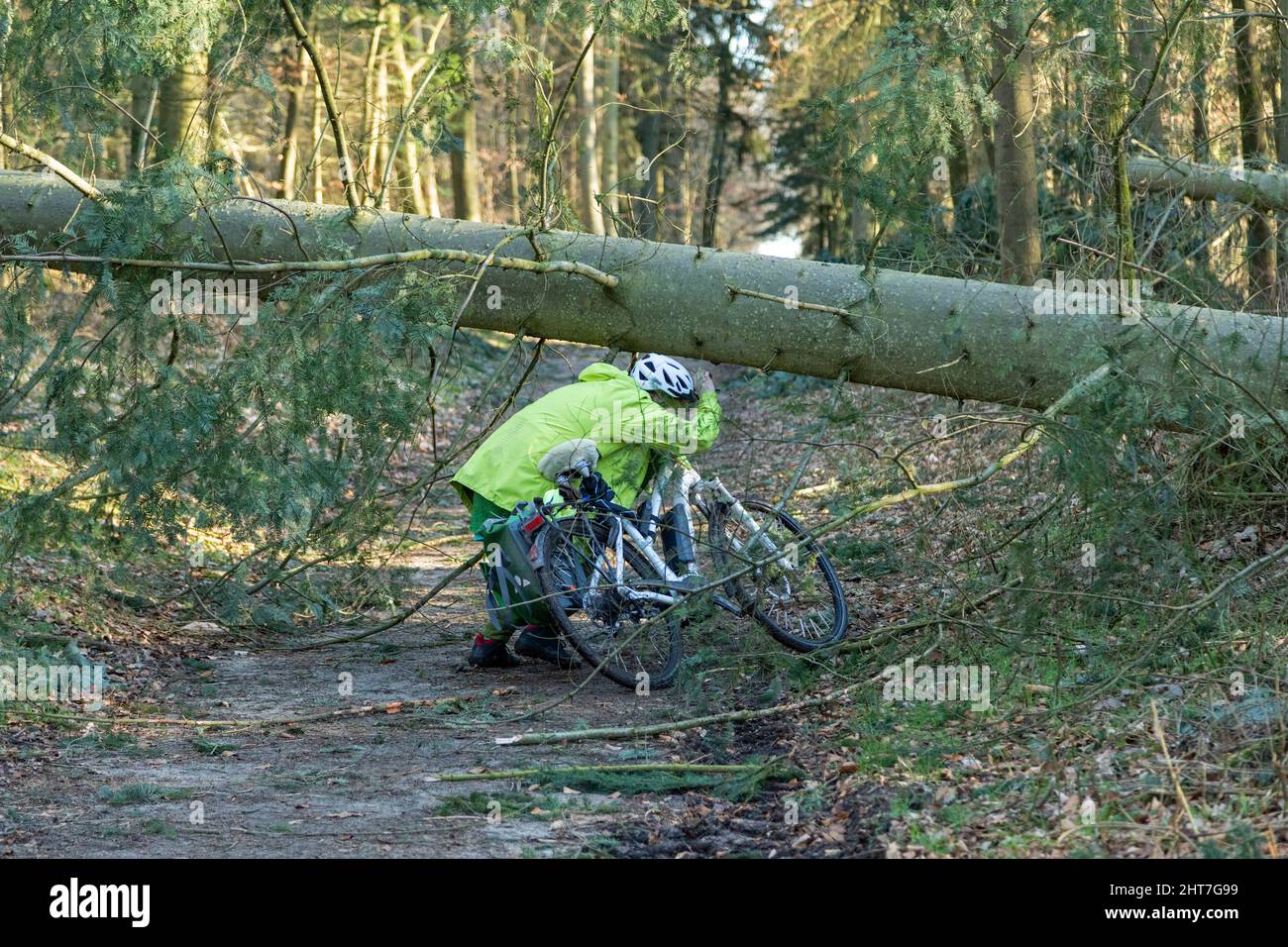 Mujer de más de cincuenta años haciendo un recorrido en bicicleta con su e-bike a través del bosque después de la tormenta, camino de bloqueo de árboles, Lueneburg, Baja Sajonia, Alemania Foto de stock