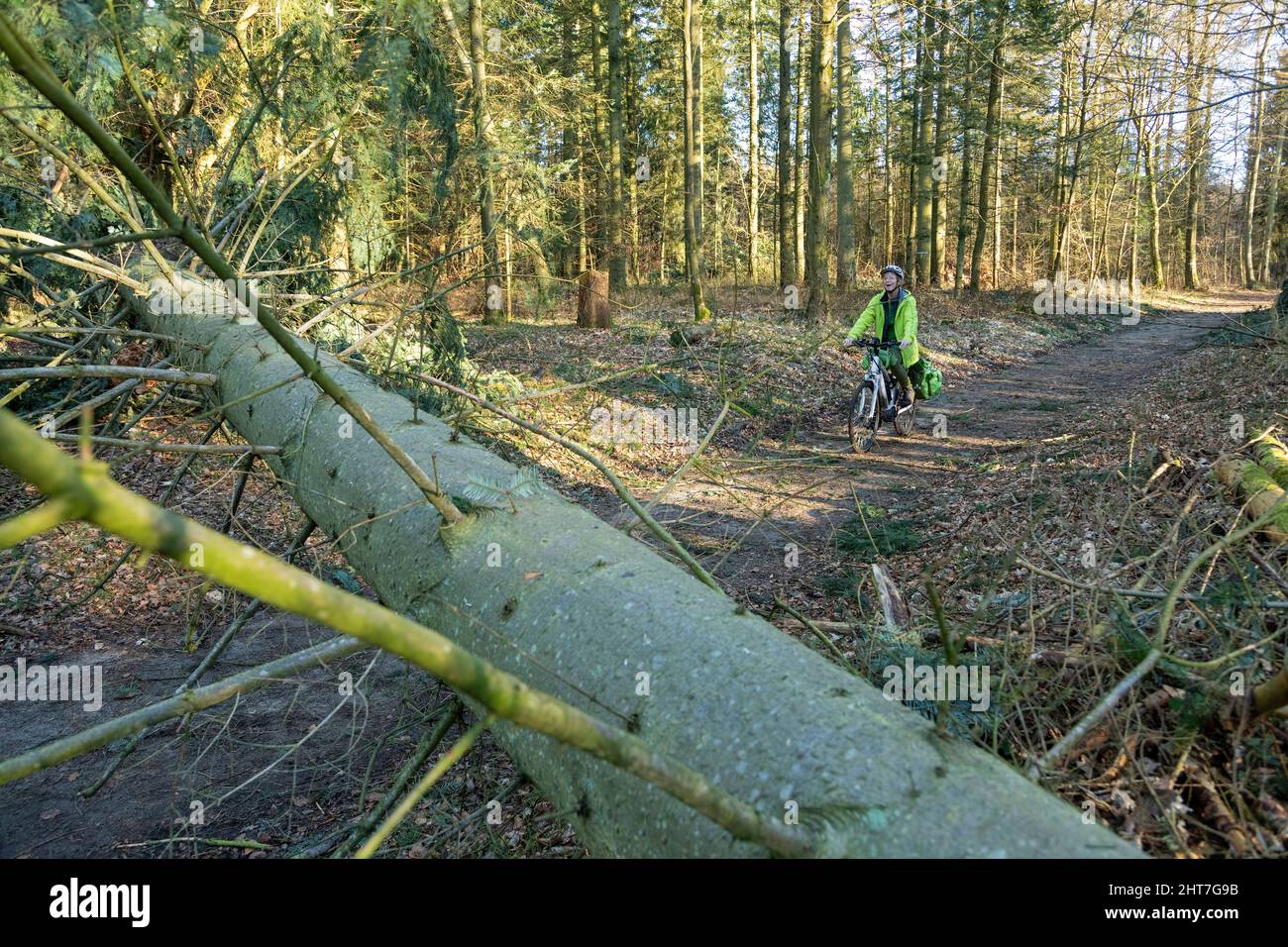 Mujer de más de cincuenta años haciendo un recorrido en bicicleta con su e-bike a través del bosque después de la tormenta, camino de bloqueo de árboles, Lueneburg, Baja Sajonia, Alemania Foto de stock