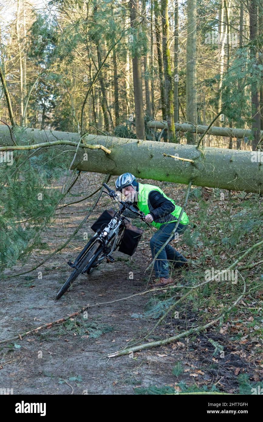 Hombre de más de cincuenta años haciendo un recorrido en bicicleta con su e-bike a través de bosque tras tormenta, camino de bloqueo de árboles, Lueneburg, Baja Sajonia, Alemania Foto de stock