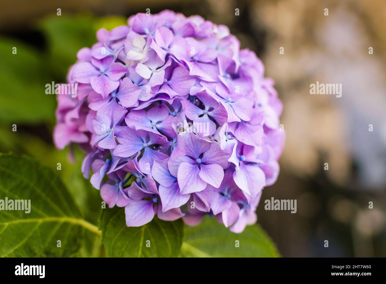 Primer plano de flores de hortensias moradas en flor Fotografía de stock -  Alamy
