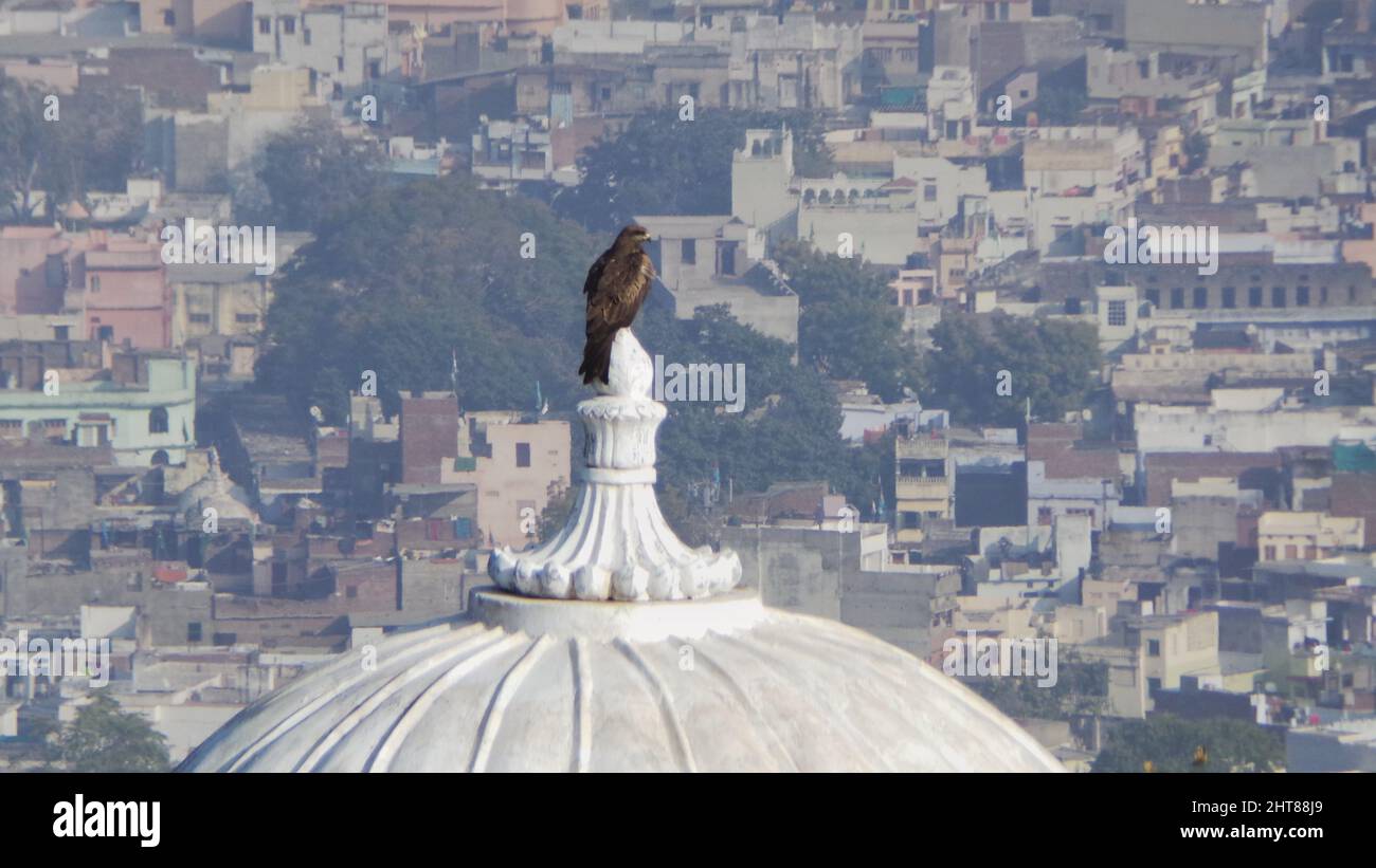 Un pájaro marrón sentado en la cúpula de un edificio blanco frente a la vista del paisaje urbano Foto de stock