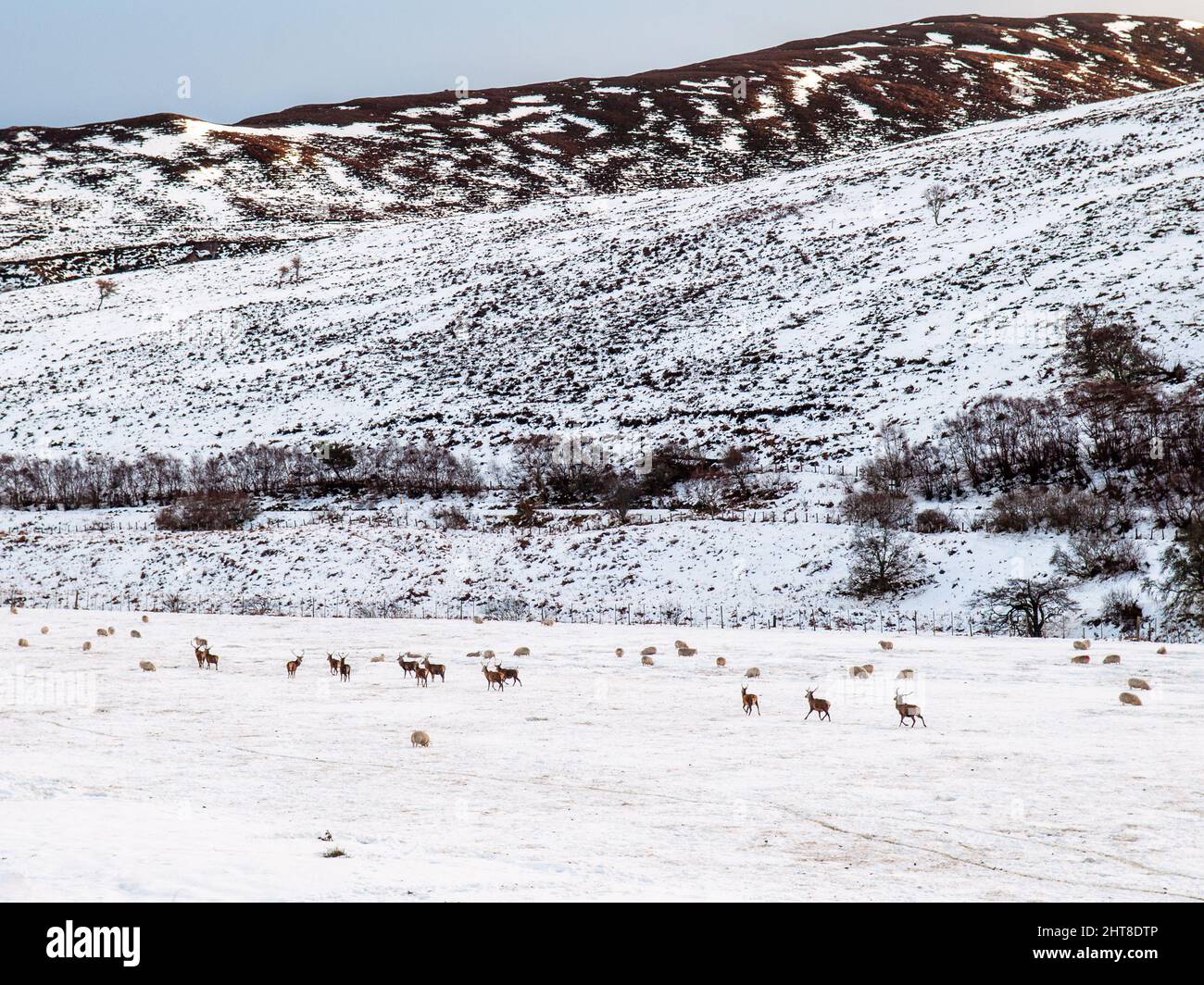 Las ovejas y los ciervos pastan en un campo agrícola gruesas con nieve del invierno en el valle a Kildonan Strath de Helmsdale en Sutherland, en el extremo norte de la Highla Foto de stock