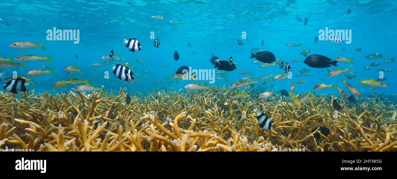 Peces tropicales y arrecifes de coral Océano Pacífico bajo el agua, Tahití, Polinesia Francesa Foto de stock