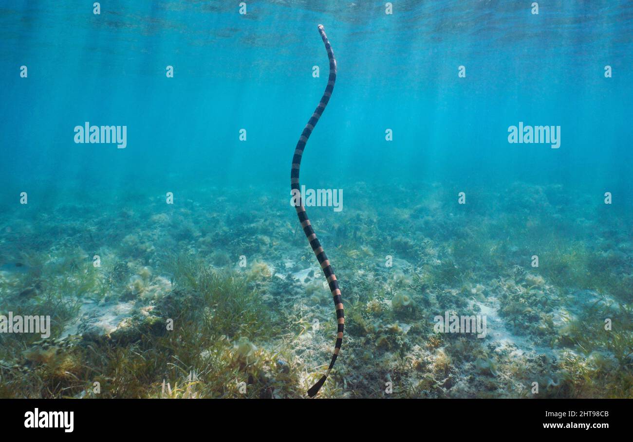 Serpiente marina submarina que se eleva a la superficie del agua (mar de labio amarillo krait, Laticauda colubrina), océano Pacífico sur, Nueva Caledonia, Oceanía Foto de stock