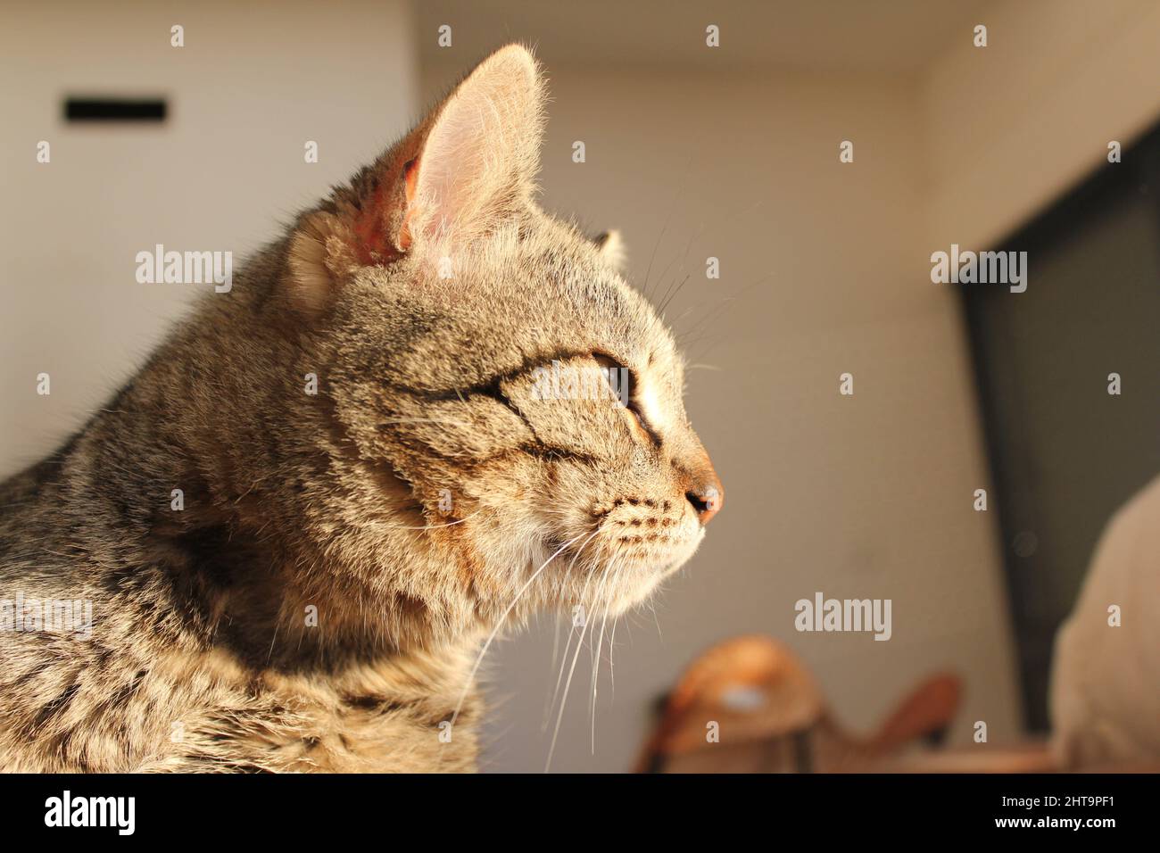 Hocico gato con los ojos cierre Alta calidad Fotografía de stock - Alamy