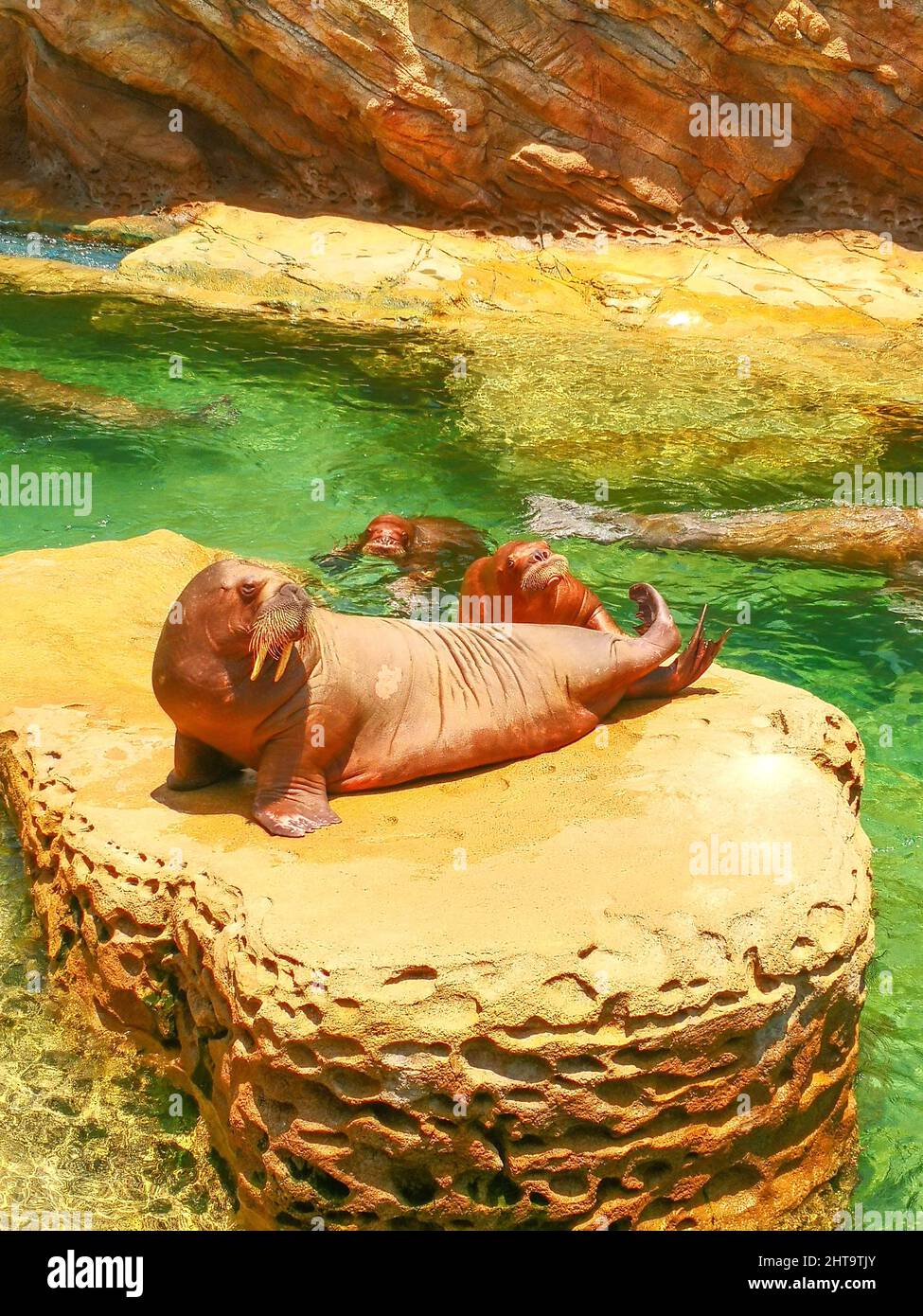 Morsa sentada en una roca y otras dos nadando en un estanque artificial en el zoológico en un día soleado Foto de stock