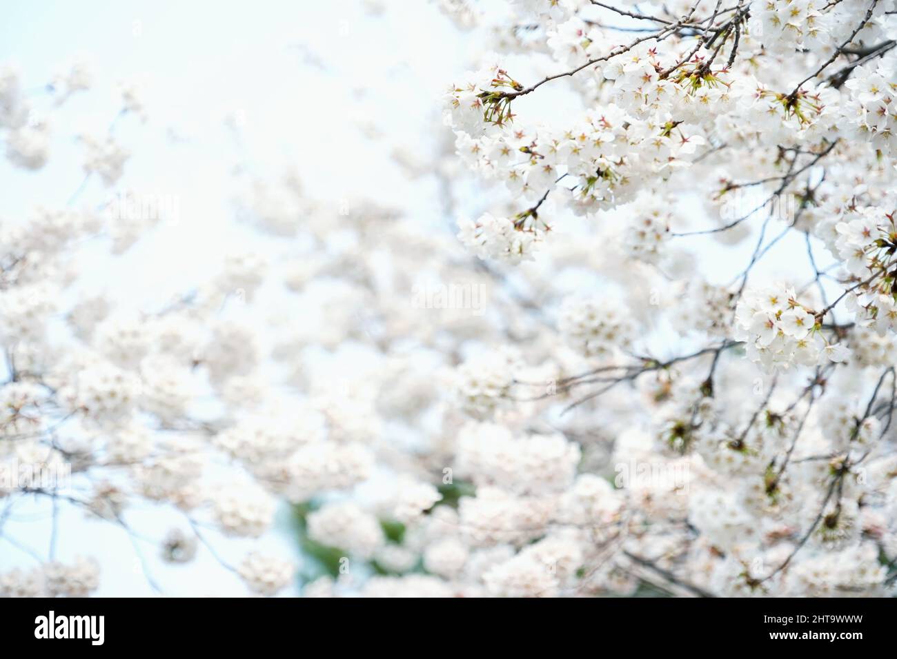 Una hermosa vista de los cerezos japoneses en flor en el jardín en un día soleado Foto de stock