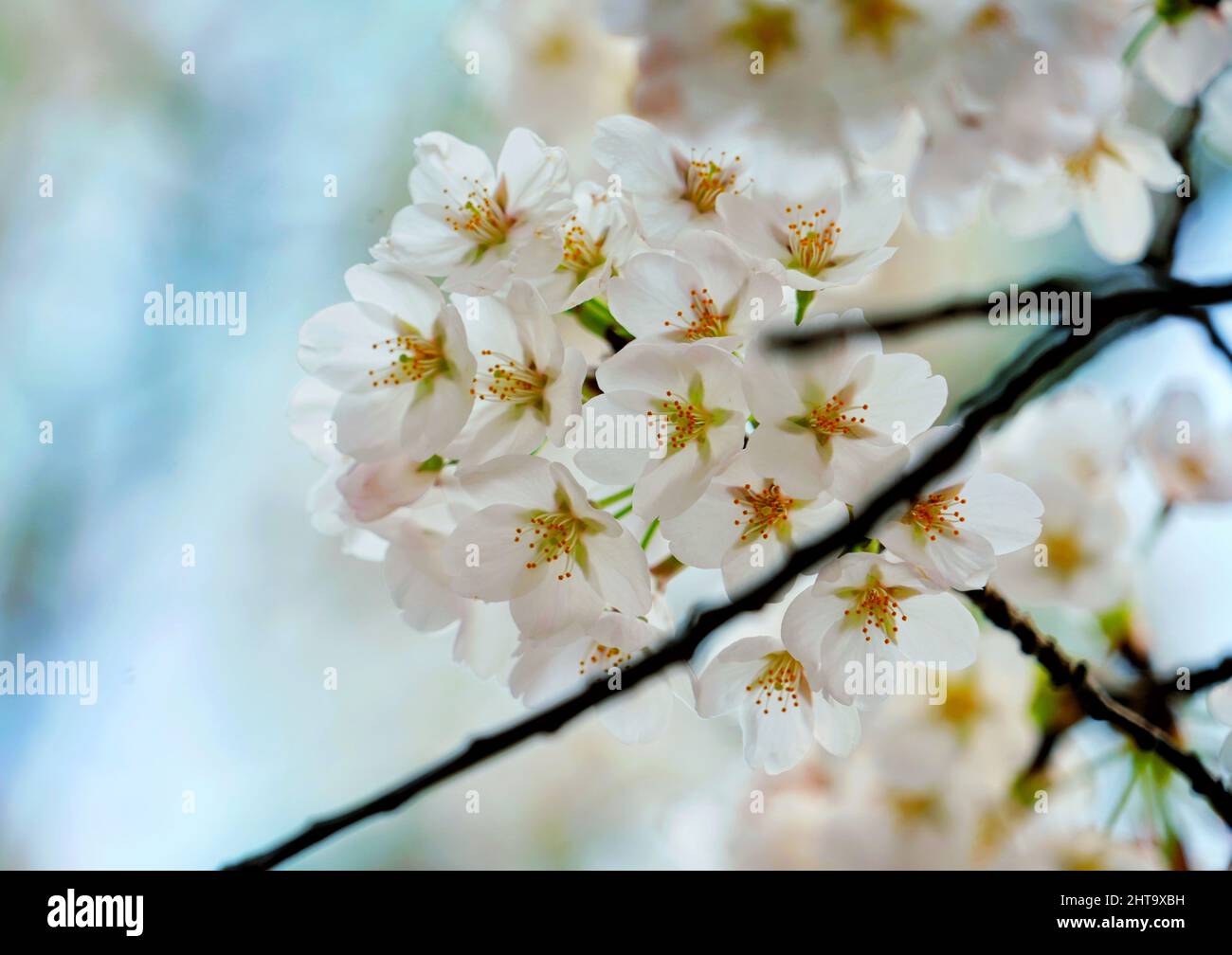 Una hermosa vista de los cerezos japoneses en flor en el jardín en un día soleado Foto de stock