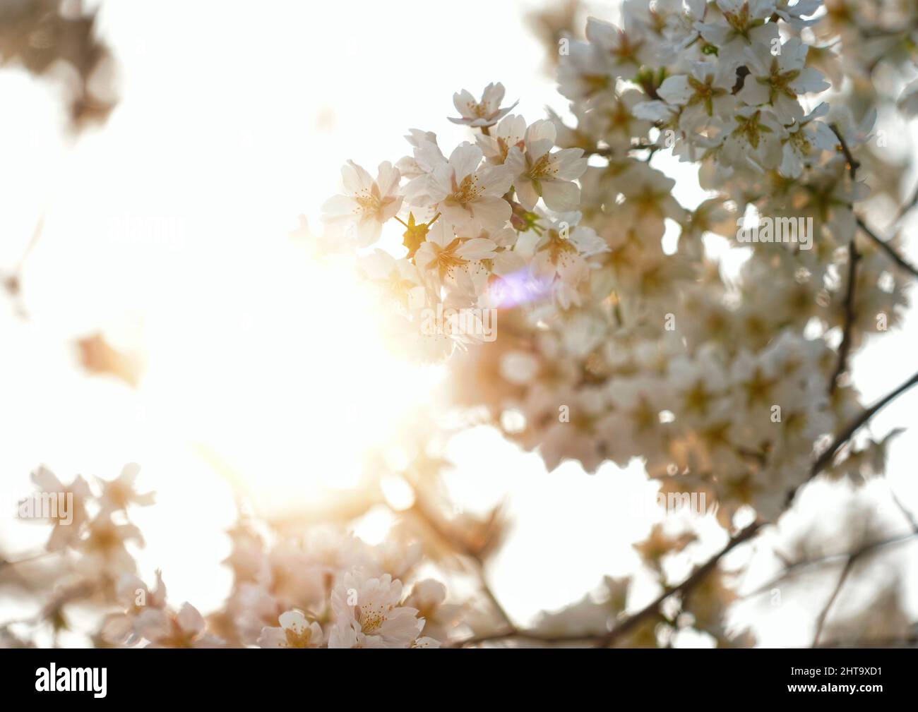 Una hermosa vista de los cerezos japoneses en flor en el jardín en un día soleado Foto de stock