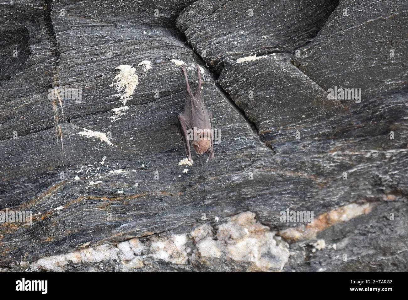 Un bat cuelga en la cara del acantilado en la playa de Las Cuevas, Trinidad Foto de stock