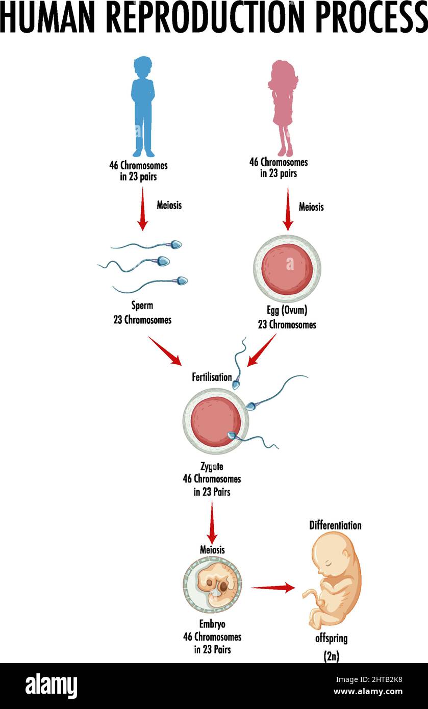 Diagrama Que Muestra La Ilustración Del Proceso De Reproducción Humana Imagen Vector De Stock 7036