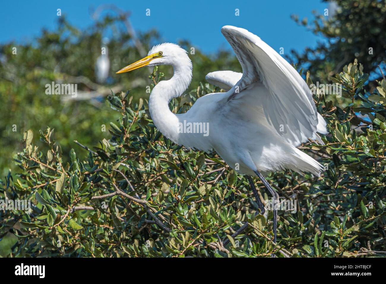 Elegante gran garza (Ardea alba) que extiende sus alas a lo largo de la Florida A1A en la Isla Anastasia en San Agustín, Florida. (EE. UU.) Foto de stock
