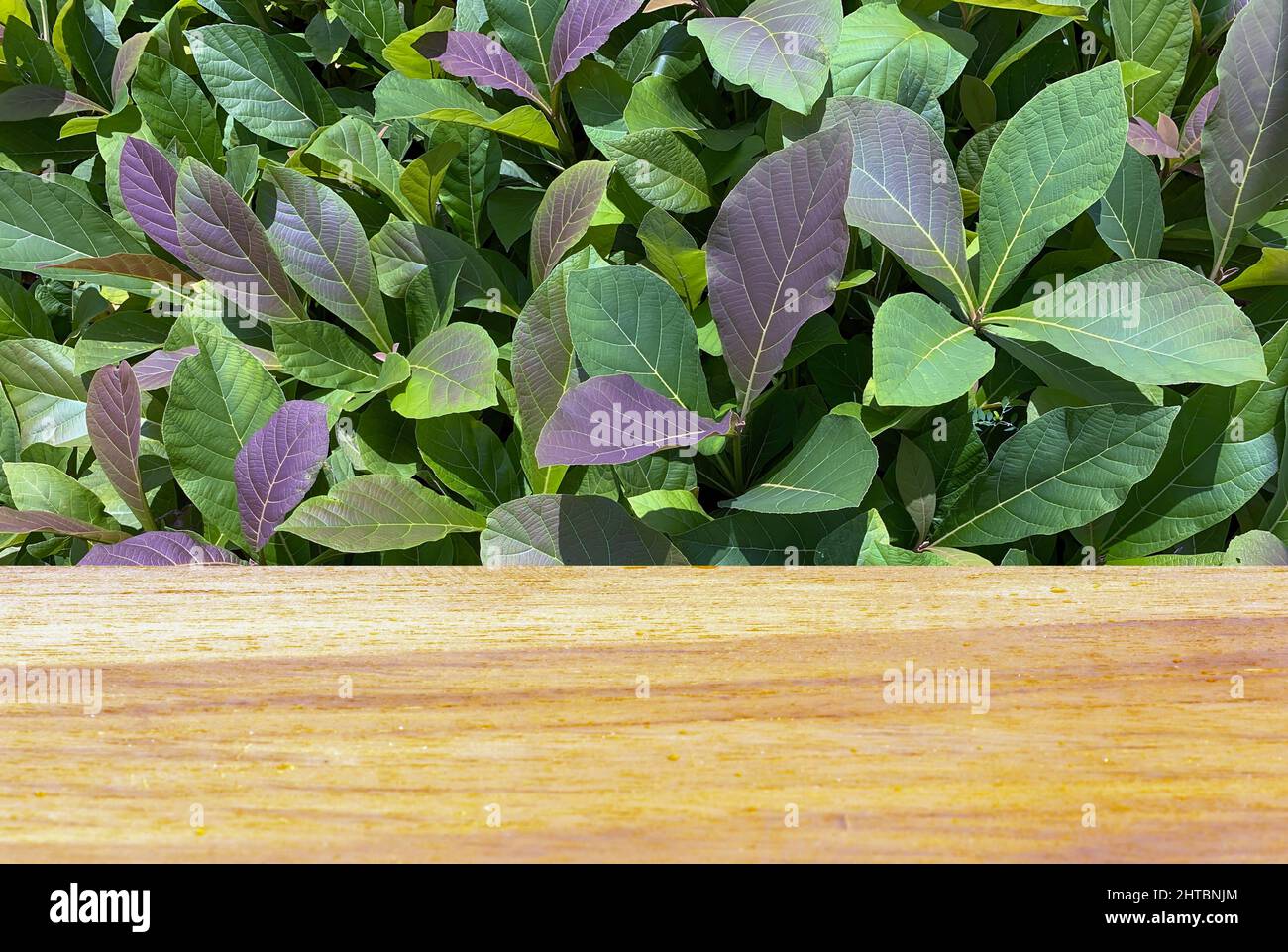 Tabla vacía de madera delante de plantas de teca de plántulas (Tectona grandis) en el vivero para la exhibición del producto Foto de stock