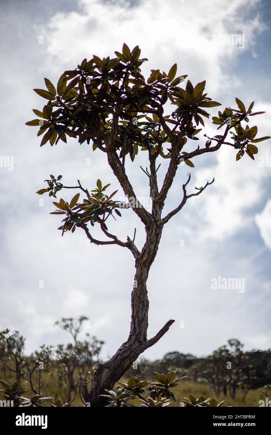 Tiro vertical de un árbol myrsine lessertiana que crece en un jardín bajo un cielo nublado y la luz del sol Foto de stock