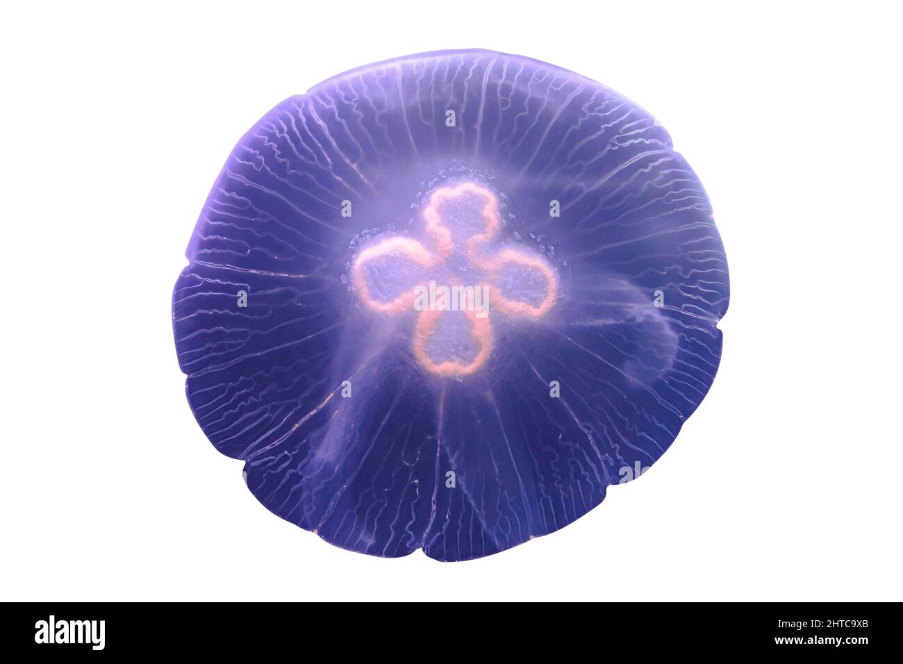 Fondo de la Luna Jellyfish flotando en el agua aislada sobre fondo blanco. Aurelia aurita especie que vive en aguas tropicales de la India Foto de stock