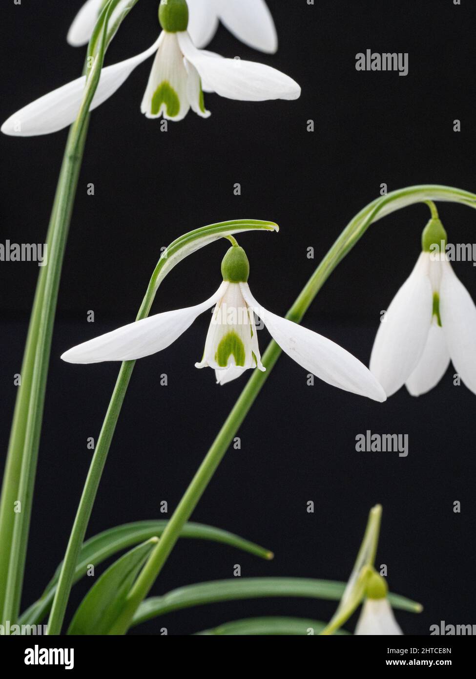 Un primer plano de un grupo de flores de la única gota de nieve Galanthus 'Atkinsii' Foto de stock