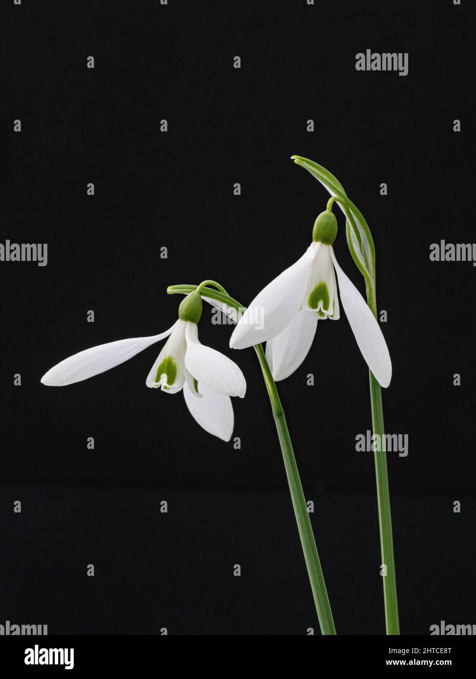 Un primer plano de un grupo de flores de la única gota de nieve Galanthus 'Atkinsii' Foto de stock