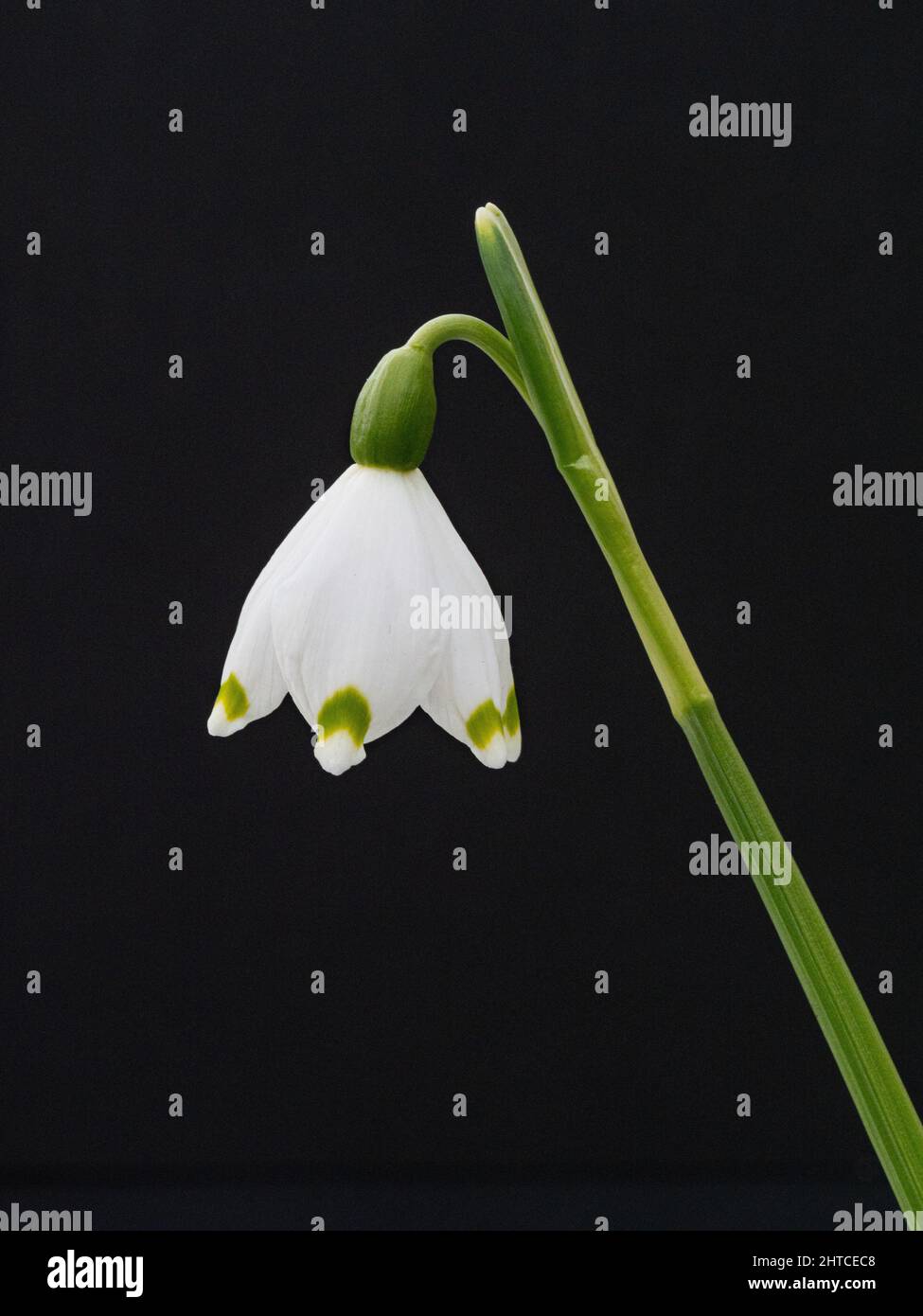 Un primer plano de una sola flor del copo de nieve de primavera Leucojum vernum sobre un fondo liso. Foto de stock